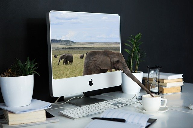 sloni na monitoru