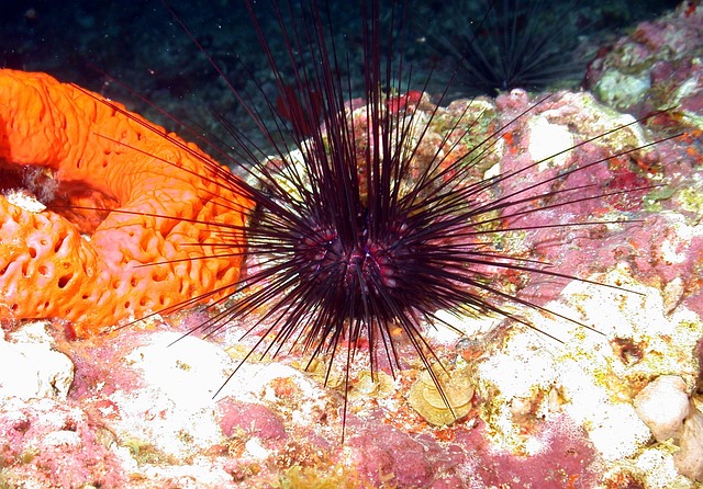mořský ježek pod vodou.jpg