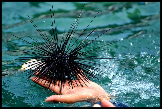 mořský ježek na dlani.jpg